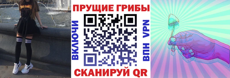 Купить где  Торопец  Псилоцибиновые грибы мицелий 